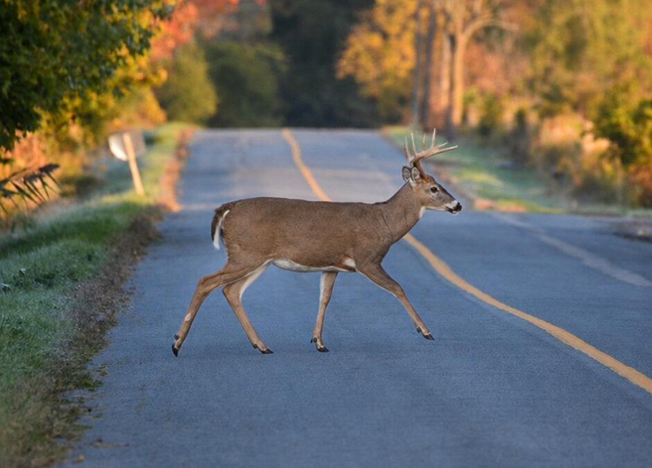 Deer Season & Autumn Driving: Navigating Fall Auto Hazards